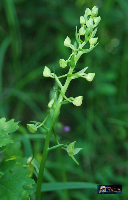 platanthera chlorantha.JPG